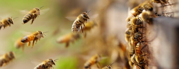 Honey Bees 101 with Ranger Jim